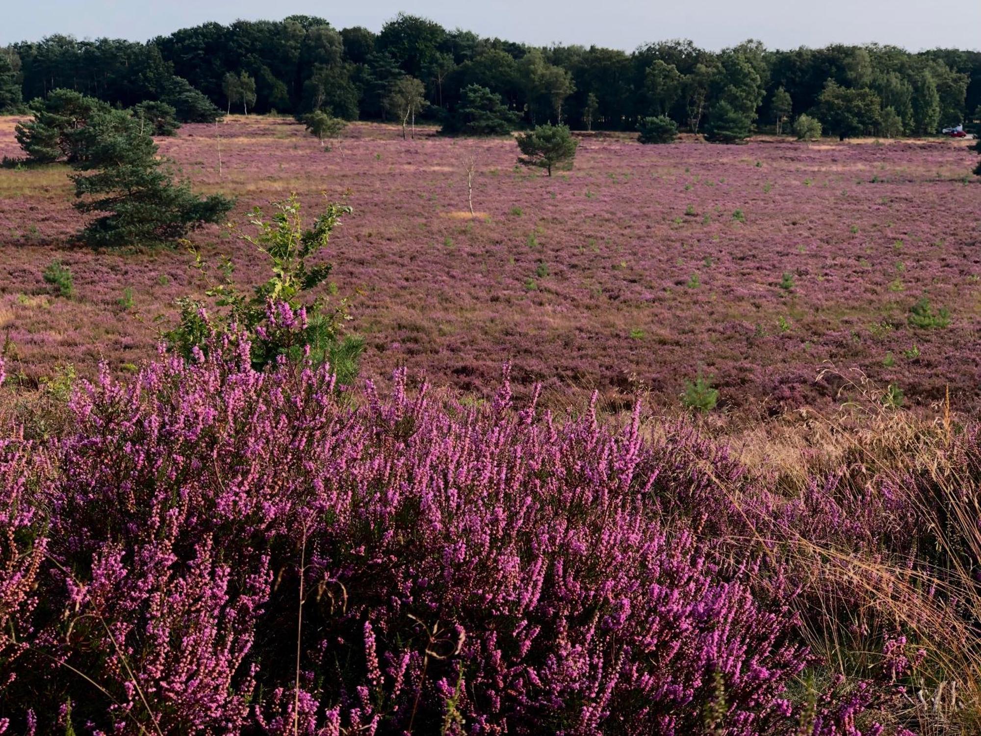 Het Natuurhuisje Op De Veluwe Nunspeet Eksteriør bilde