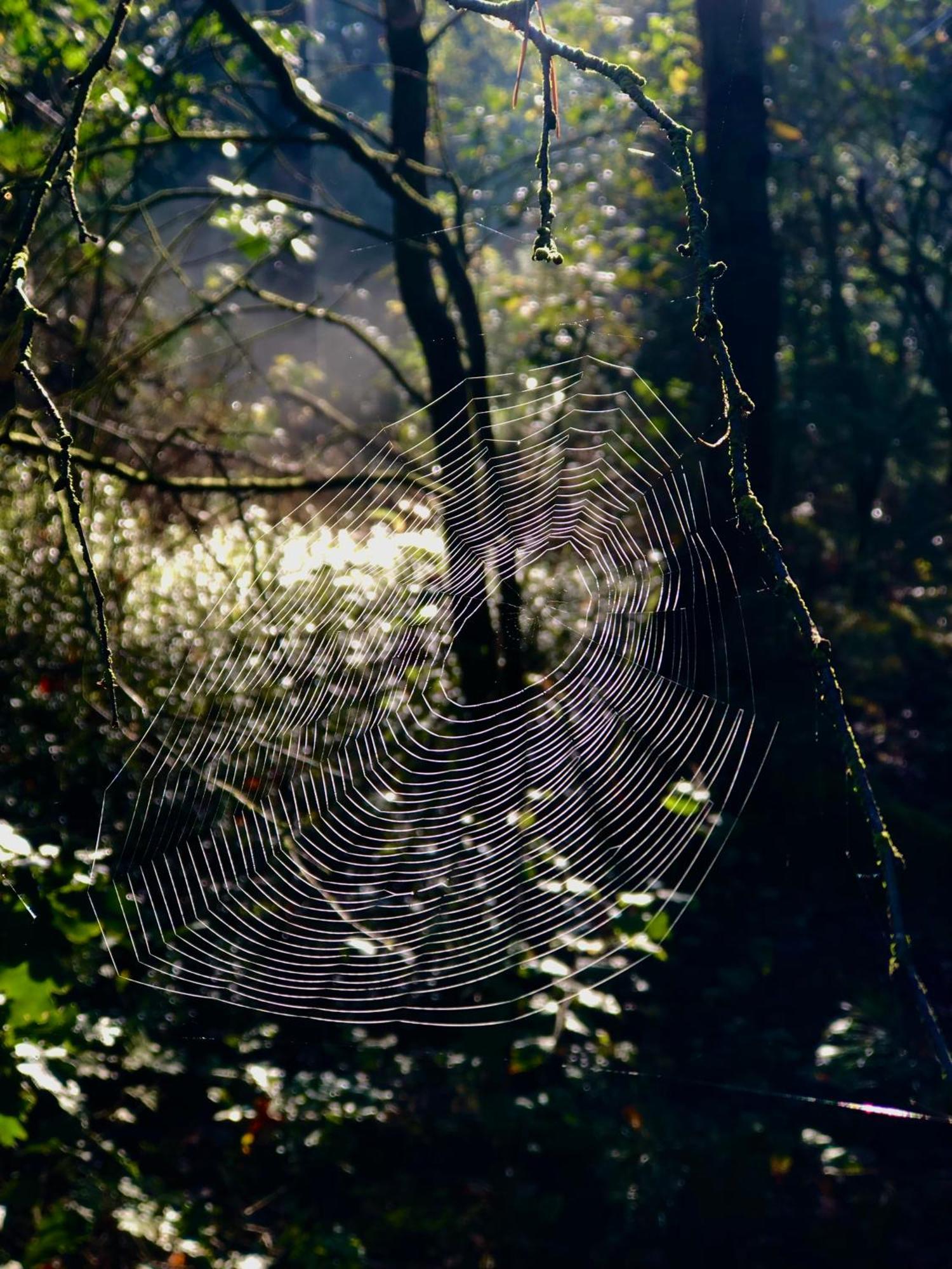Het Natuurhuisje Op De Veluwe Nunspeet Eksteriør bilde