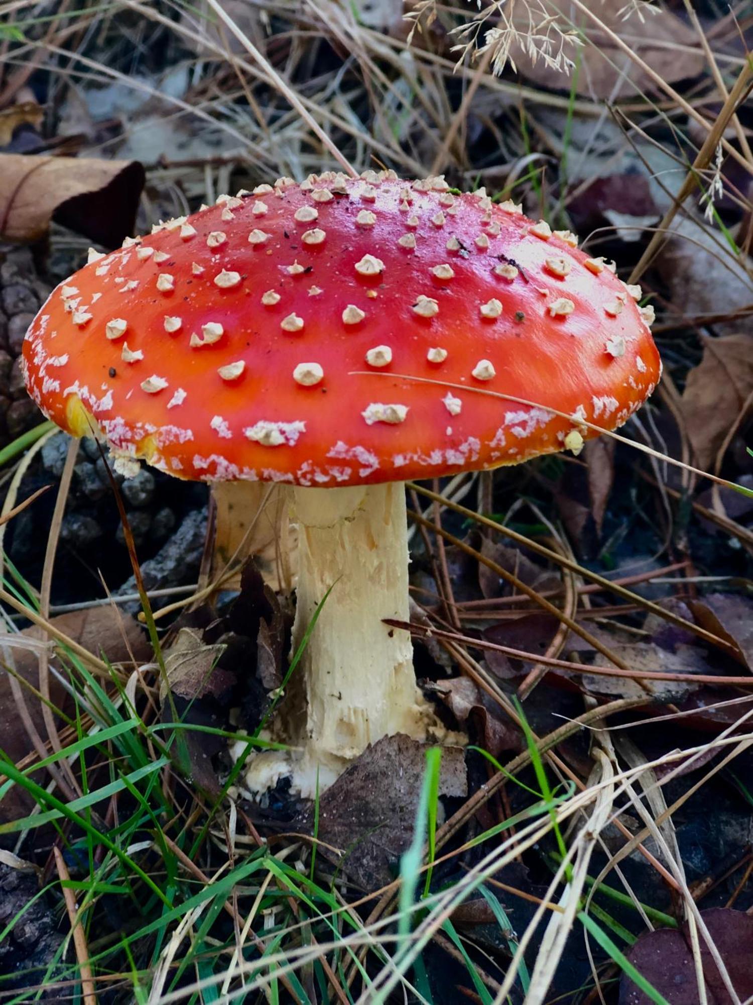 Het Natuurhuisje Op De Veluwe Nunspeet Eksteriør bilde